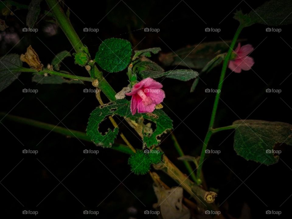 Flower in the garden in night photo