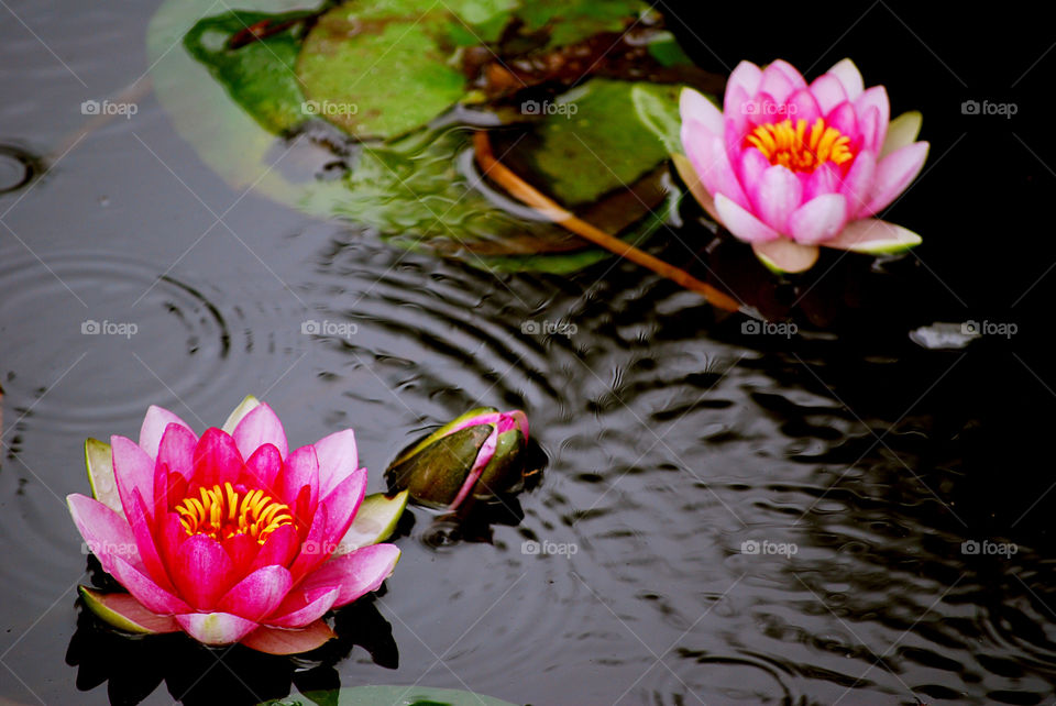 Waterlily after the rain