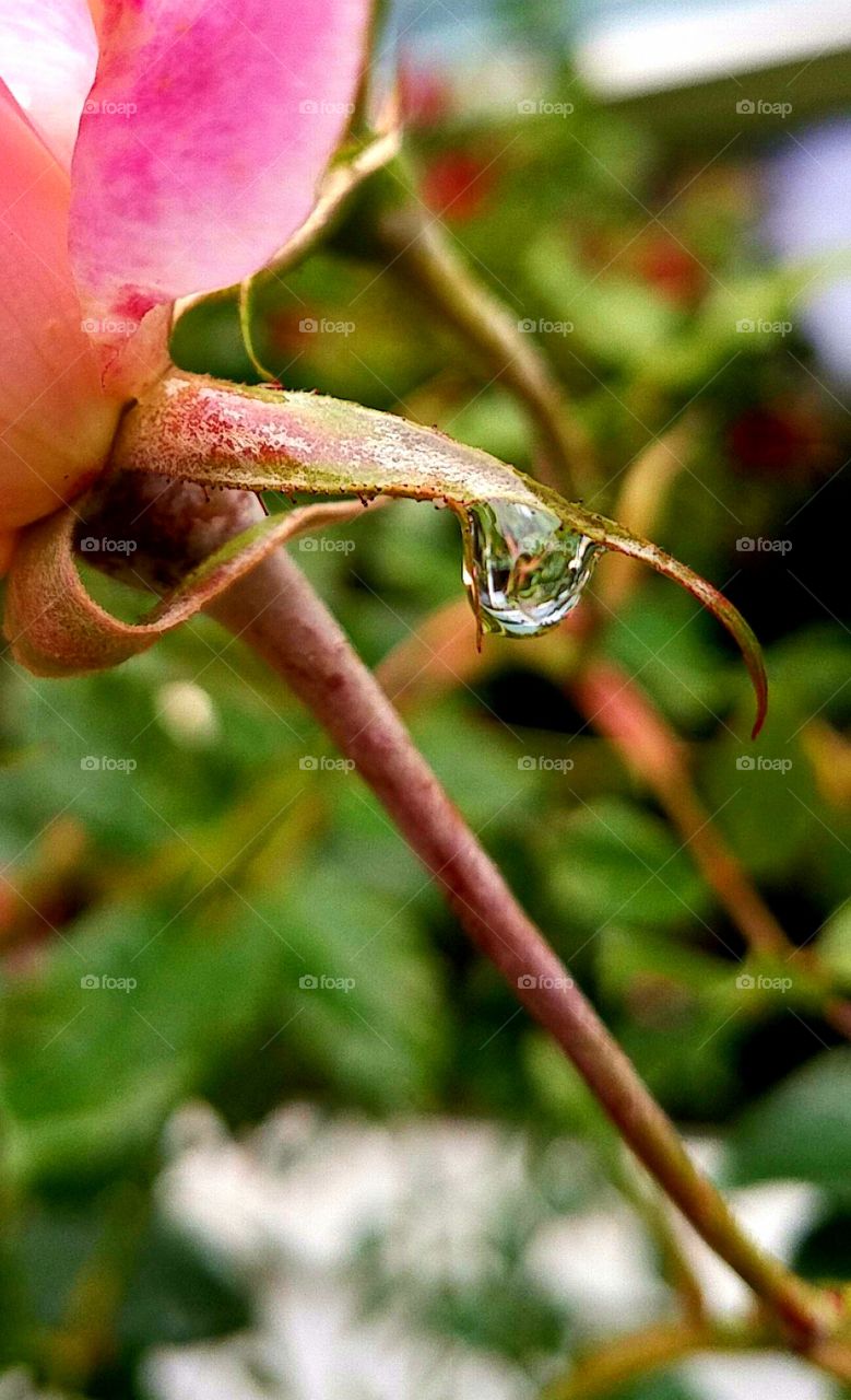 What's in a Raindrop?