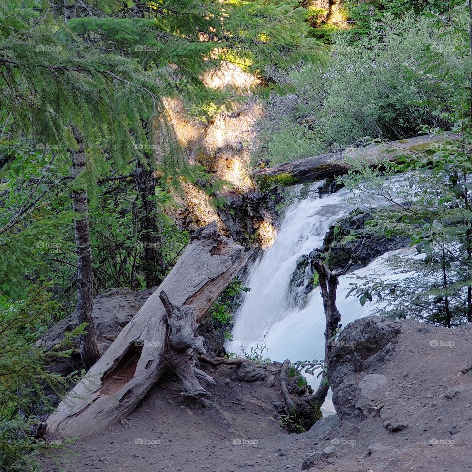 The sun rises on the rapids of the McKenzie River at Koosah Falls in Western Oregon on a summer morning.