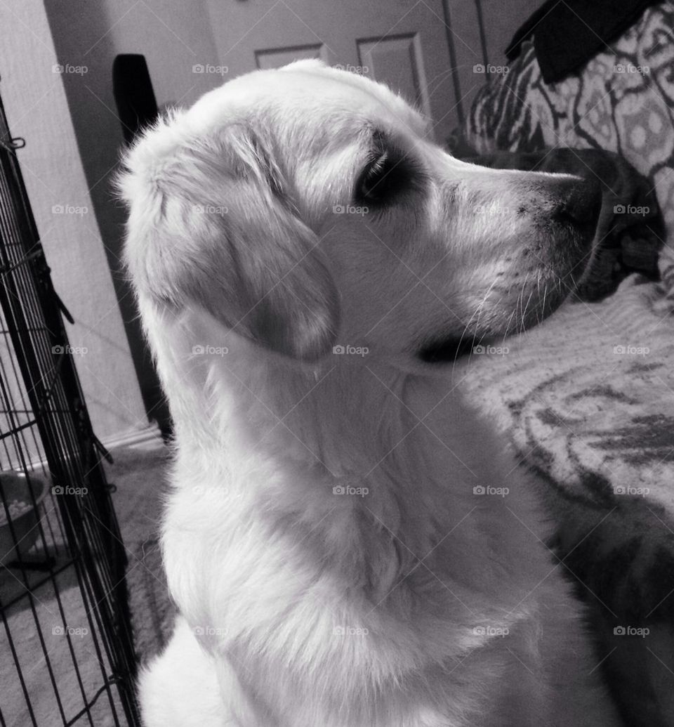 Zoe - Golden Retriever