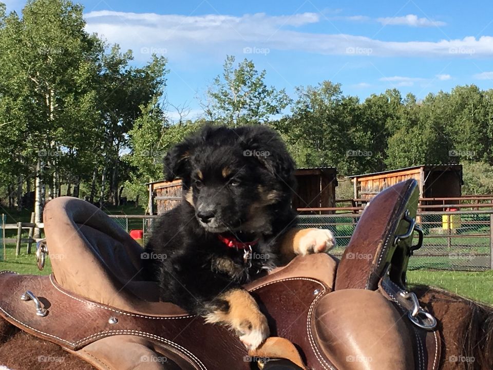 Just hanging out on the saddle 