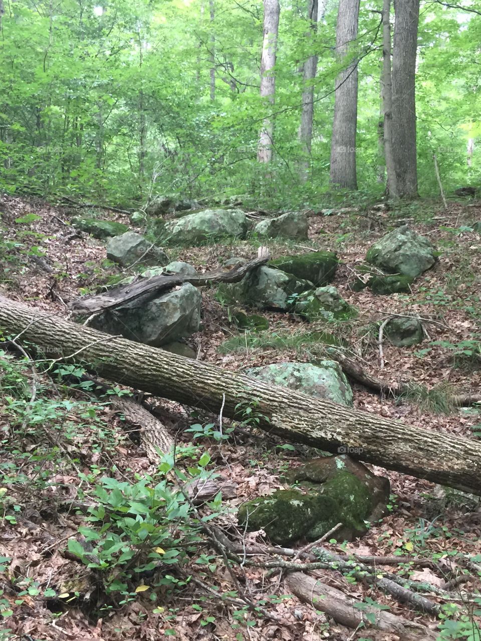 Large rocks in the forest