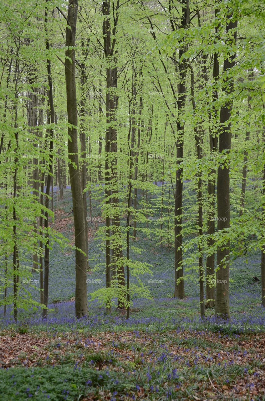 Magical, mystical Hallerbos, Belgium