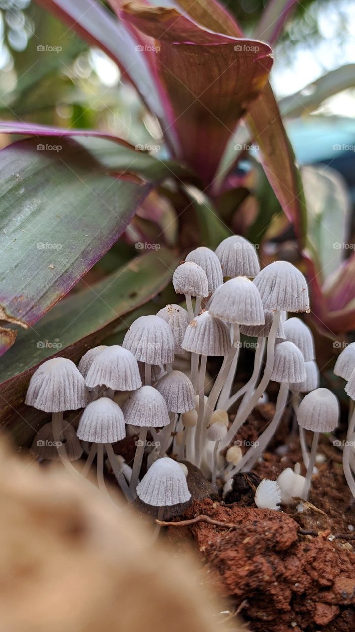Coprinellus disseminatus
