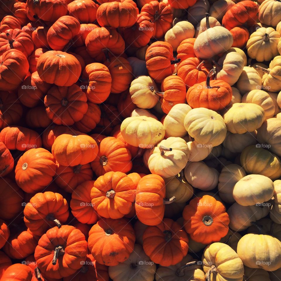 Pumpkin patch season