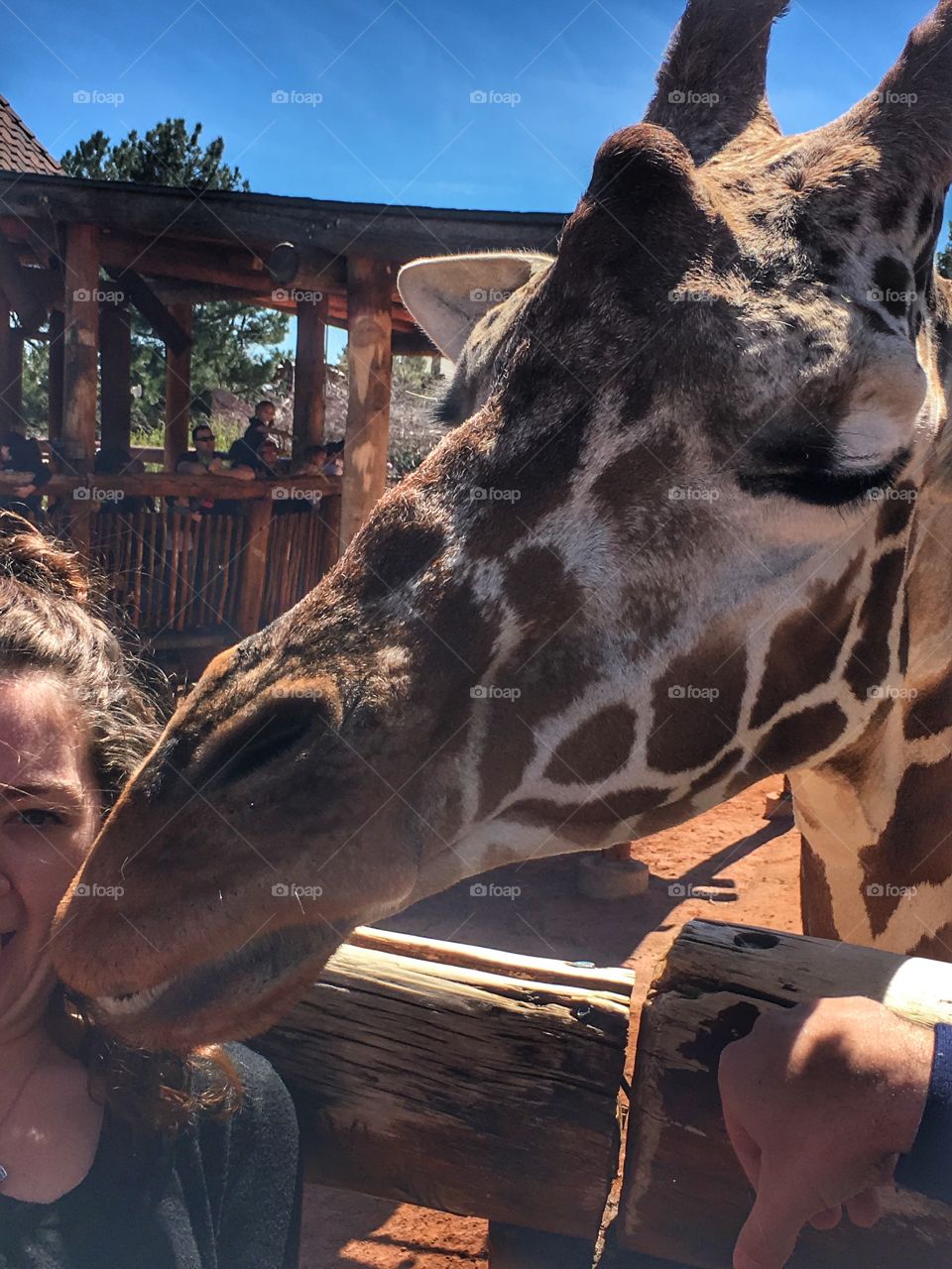 Giraffe posing surprise 