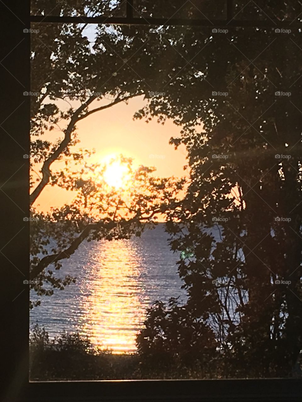 Sunset through trees