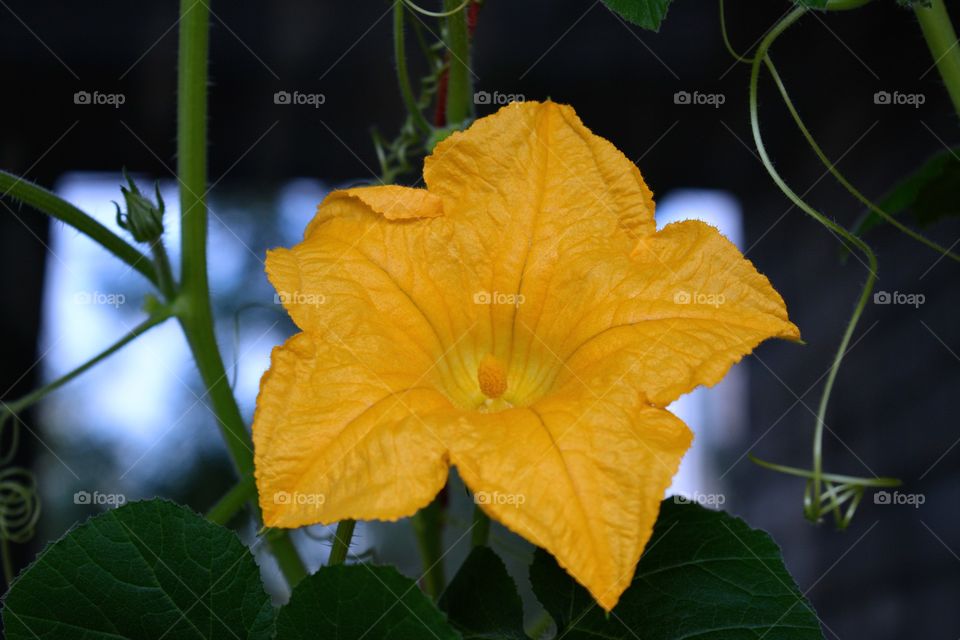 yellow pumpkin flower