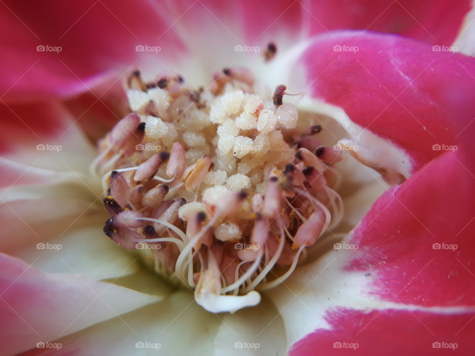 inside of flower