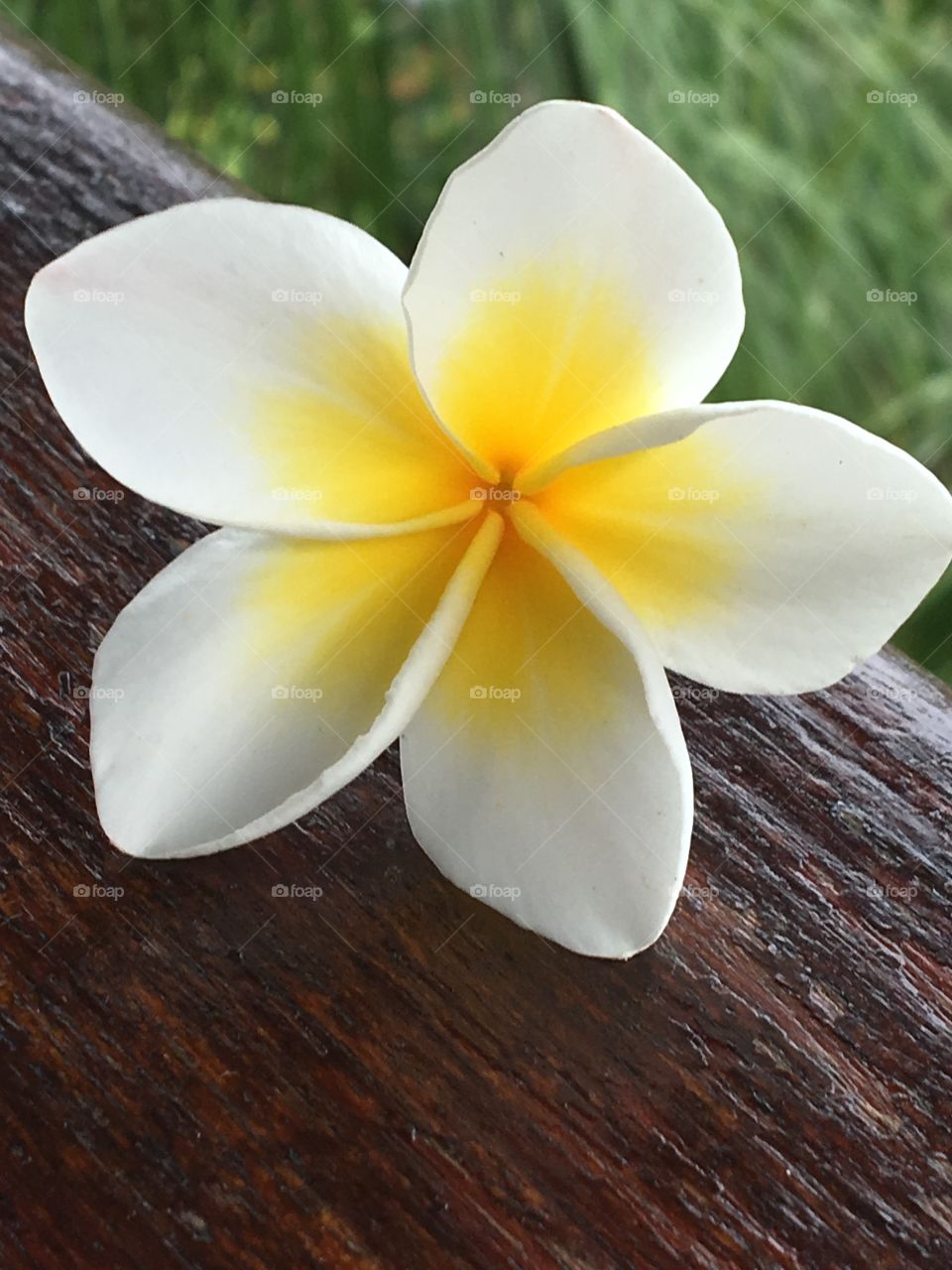 5 petals of frangipani flower