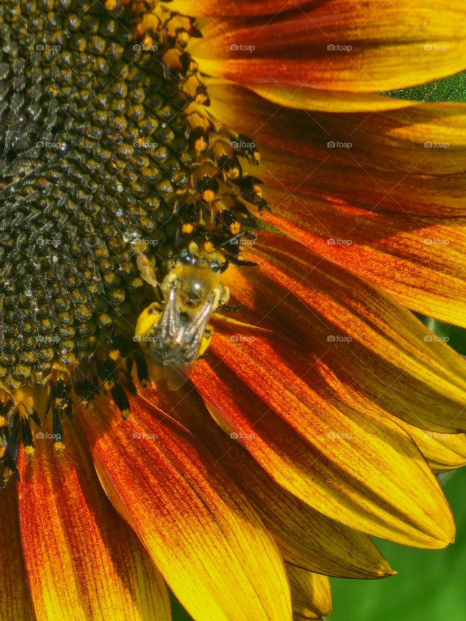 Bee on Sunflower