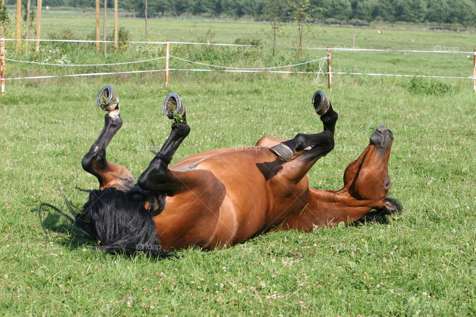 Field, Mammal, Farm, Grass, Hayfield