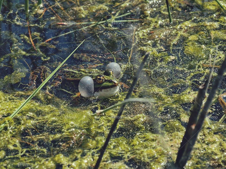 Green frog with vocal sacs