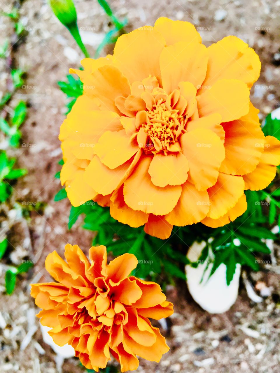 🌼#Flores do nosso #jardim, para alegrar e embelezar nosso dia!
#Jardinagem é nosso #hobby.
🌹
#flor
#flowers
#garden
#natureza
#nature