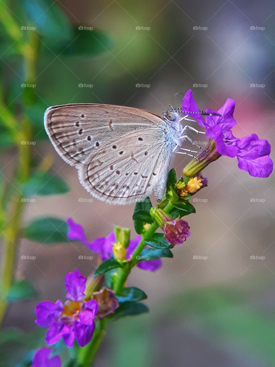 Capturing butterfly in our garden using macro lens