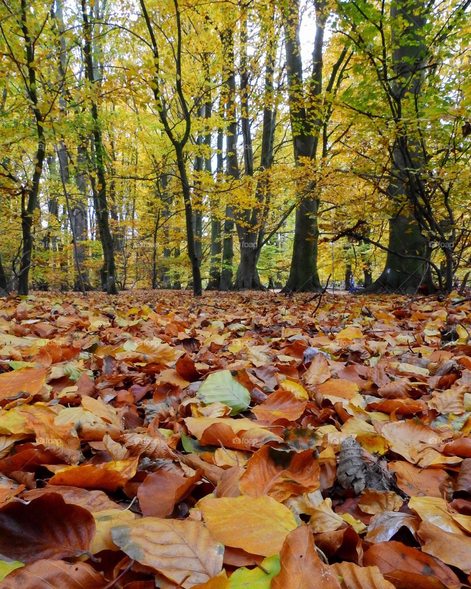 Autumn in the woods