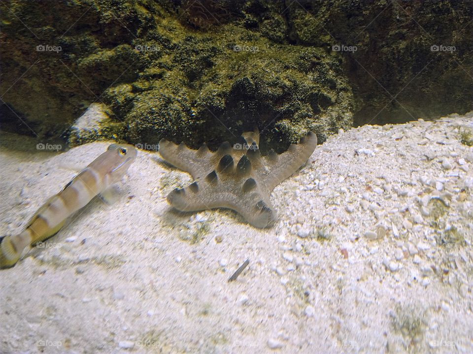 chocolate chip cookie dough starfish