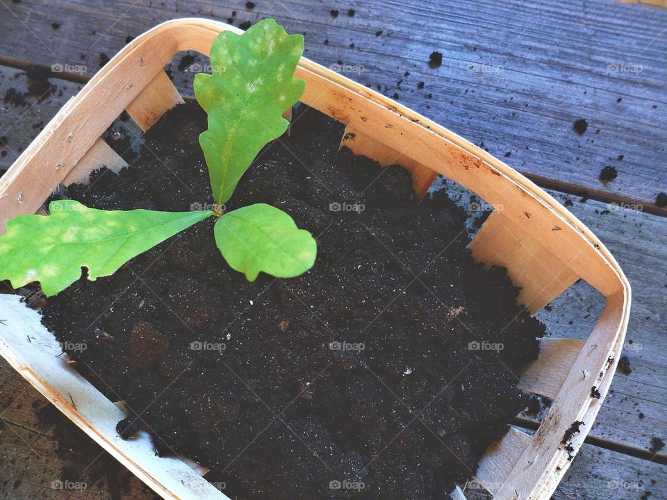 seedlings of a young oak tree