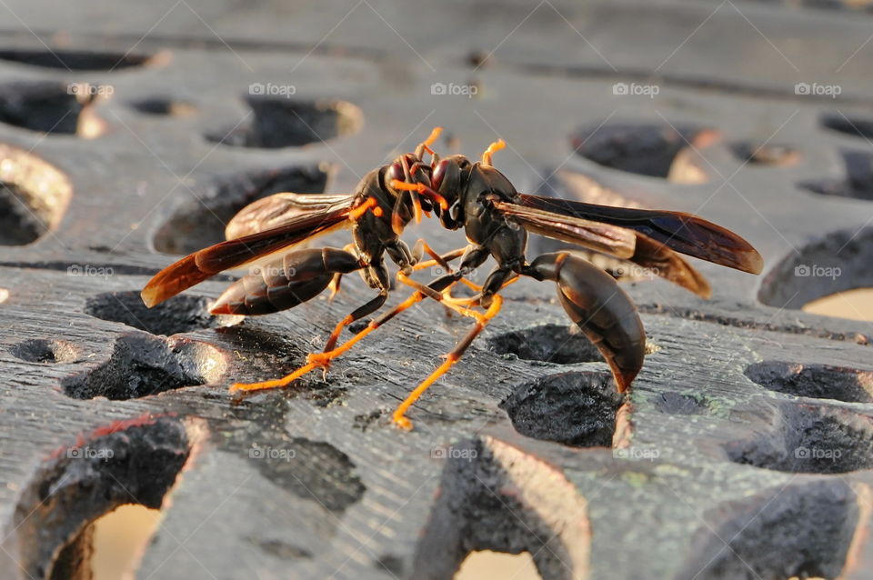 Wasps fighting over leftovers.
