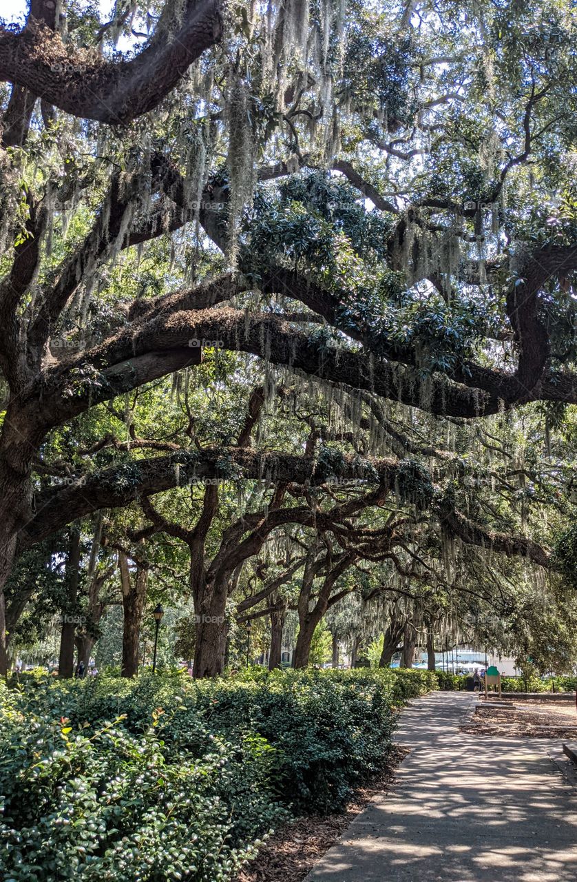 trees over pathway