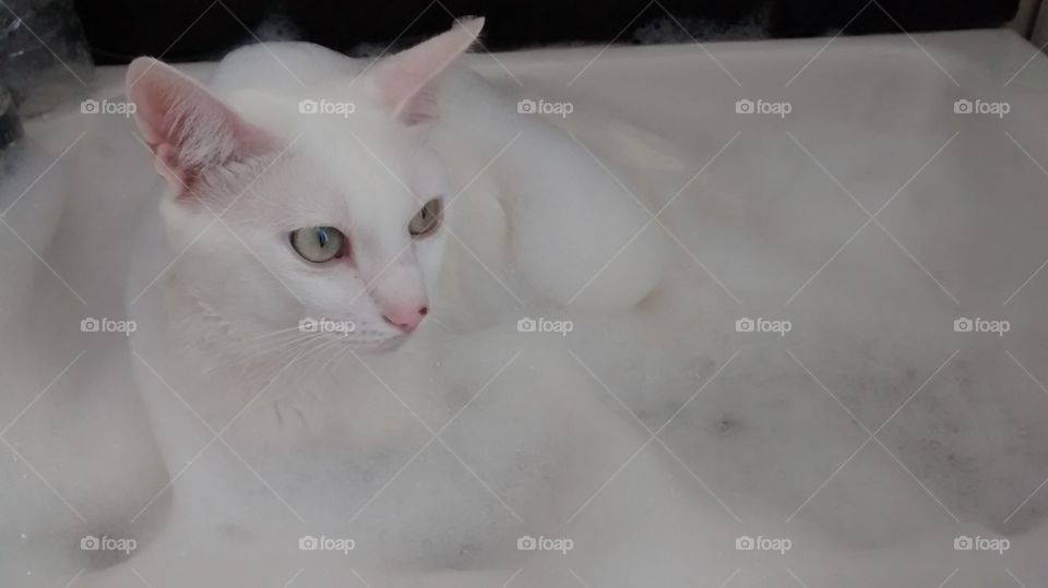cat in bath