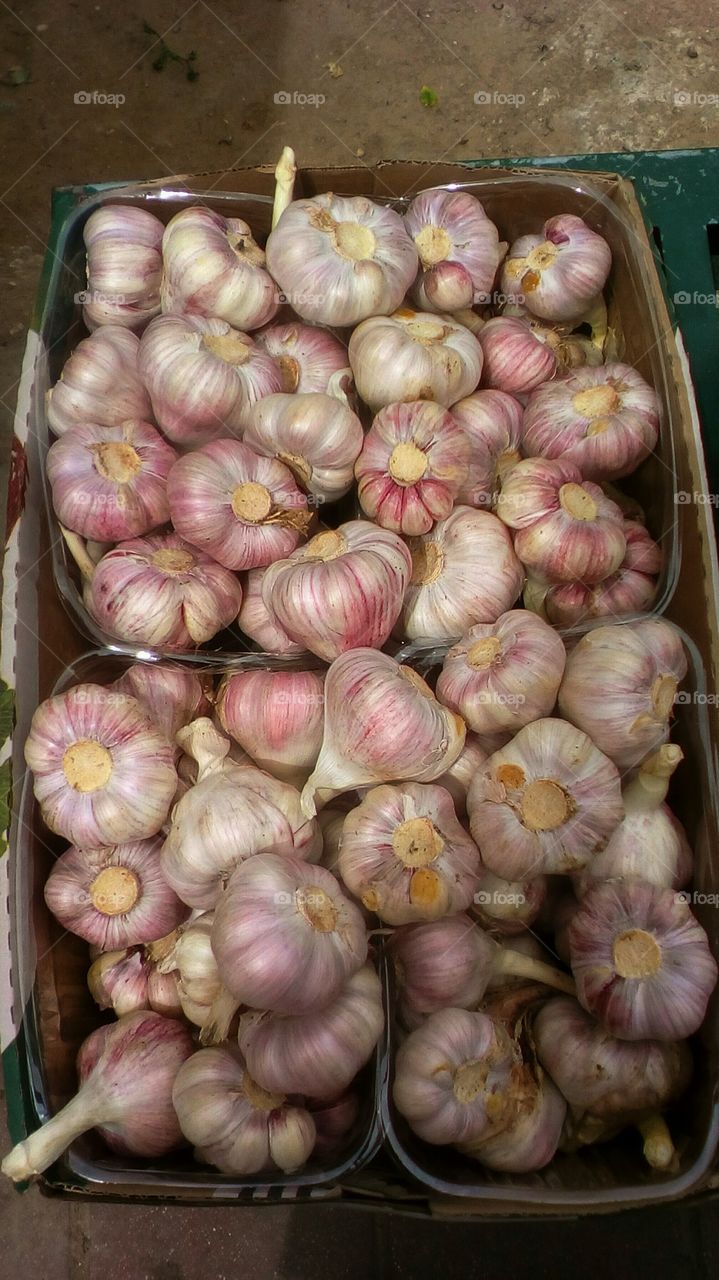 Many healthy bright garlic in a box
outdoors