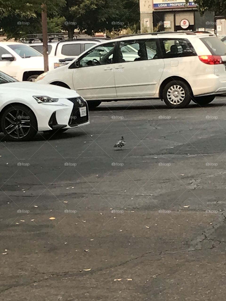 A pigeon wandering in search of food to eat.