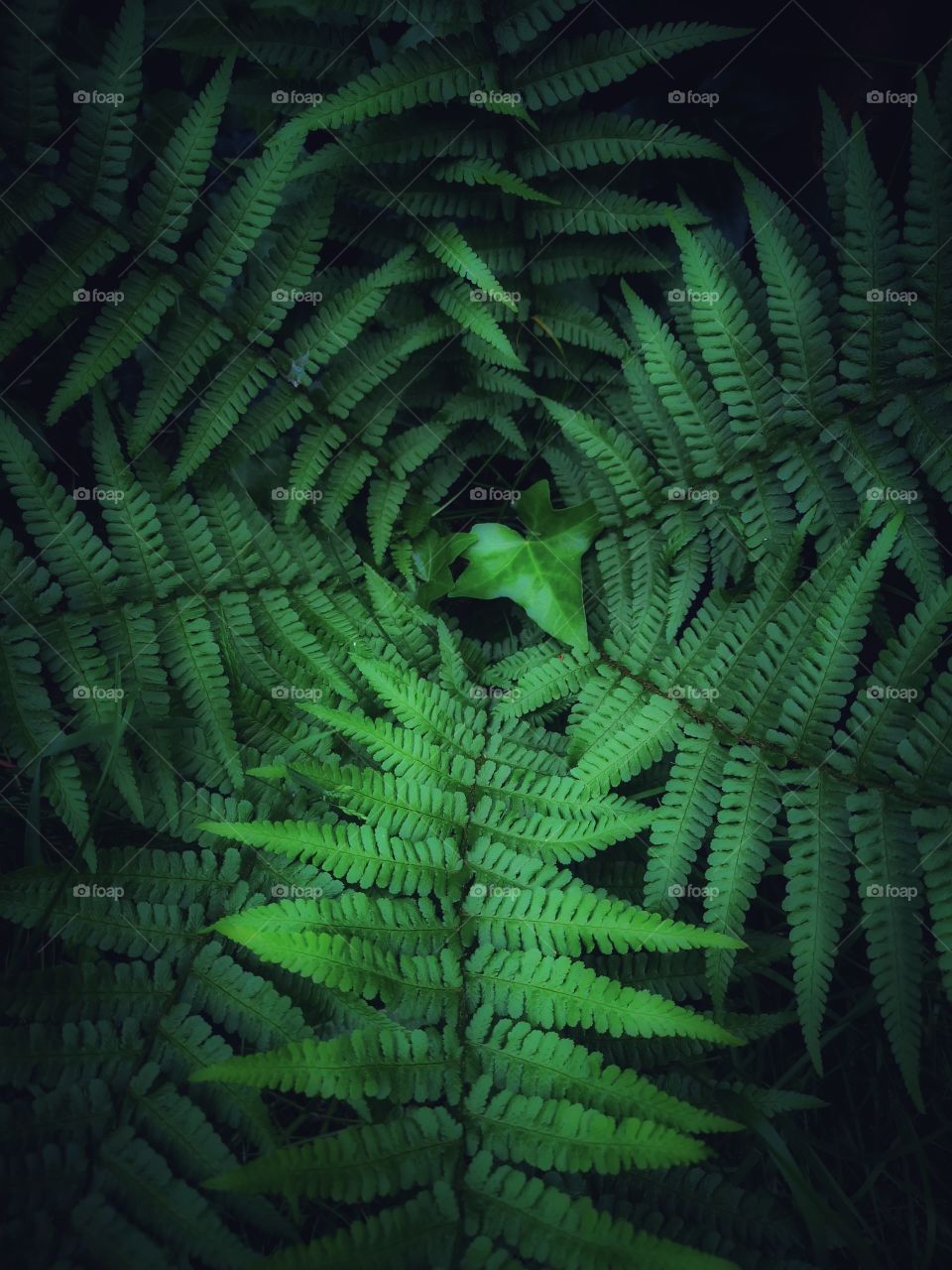 Green fern