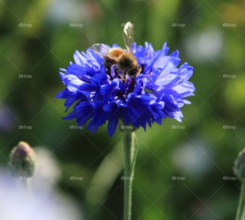 Bee & flower
