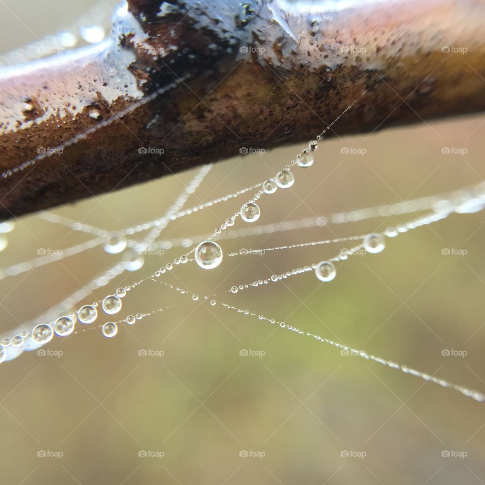 Spider, Dew, Spiderweb, Drop, Cobweb