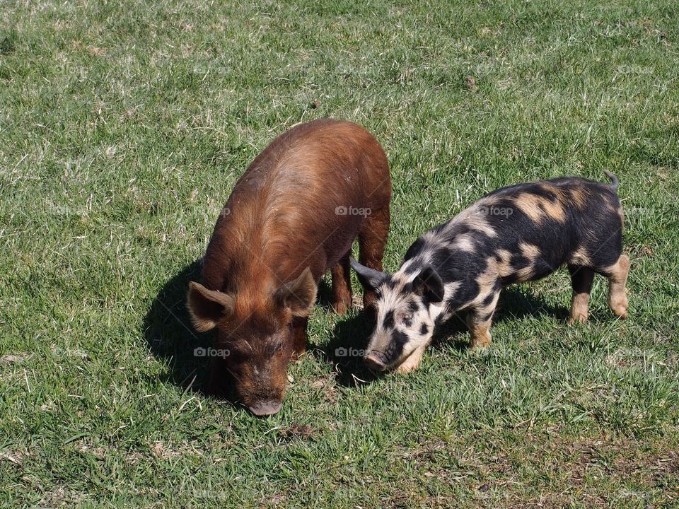 A large brown pig along with a smaller black pig with white, pink, and brown spots feed together in the grass in rural Central Oregon on a sunny spring day. 
