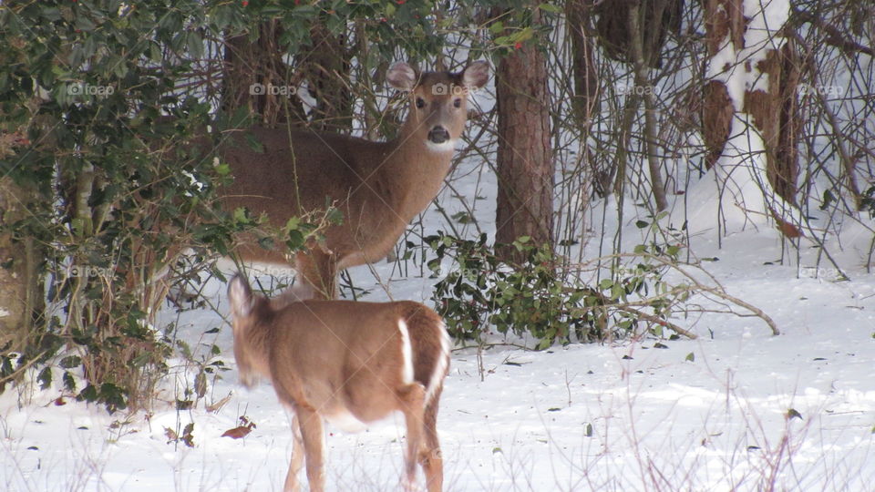 Whitetail deer