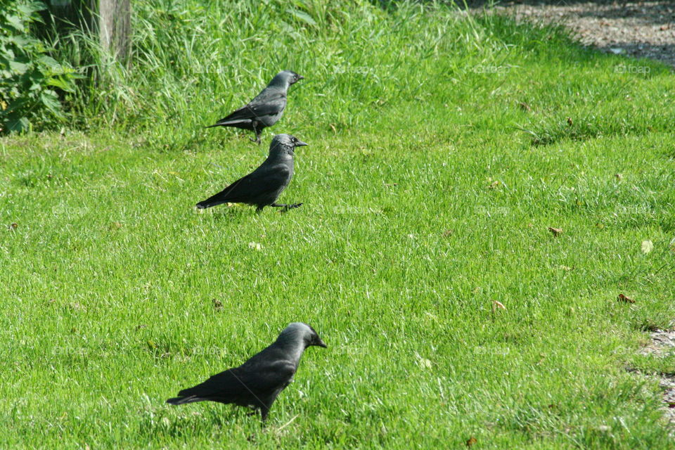 3 crow walking in the field.
