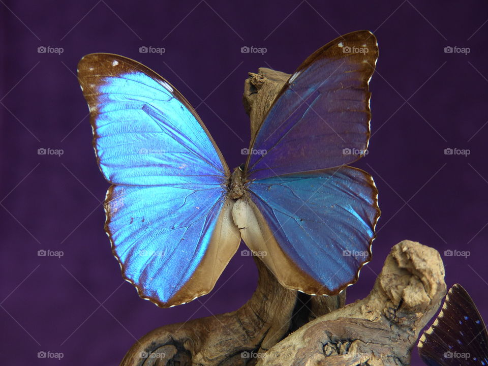 Vibrant blue butterfly specimen 