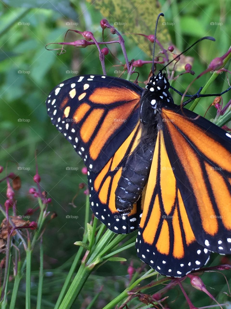 Monarch butterfly on the firespike in our butterfly garden