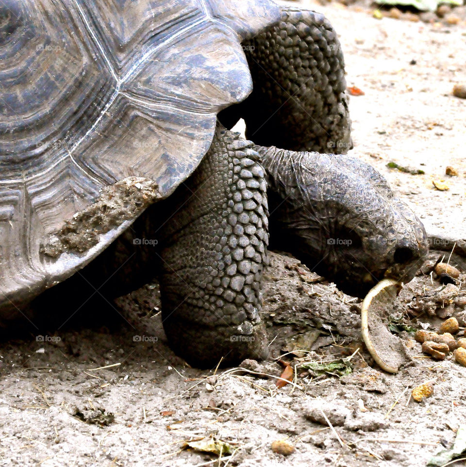 animal tortoise myrtle beach south carolina by refocusphoto