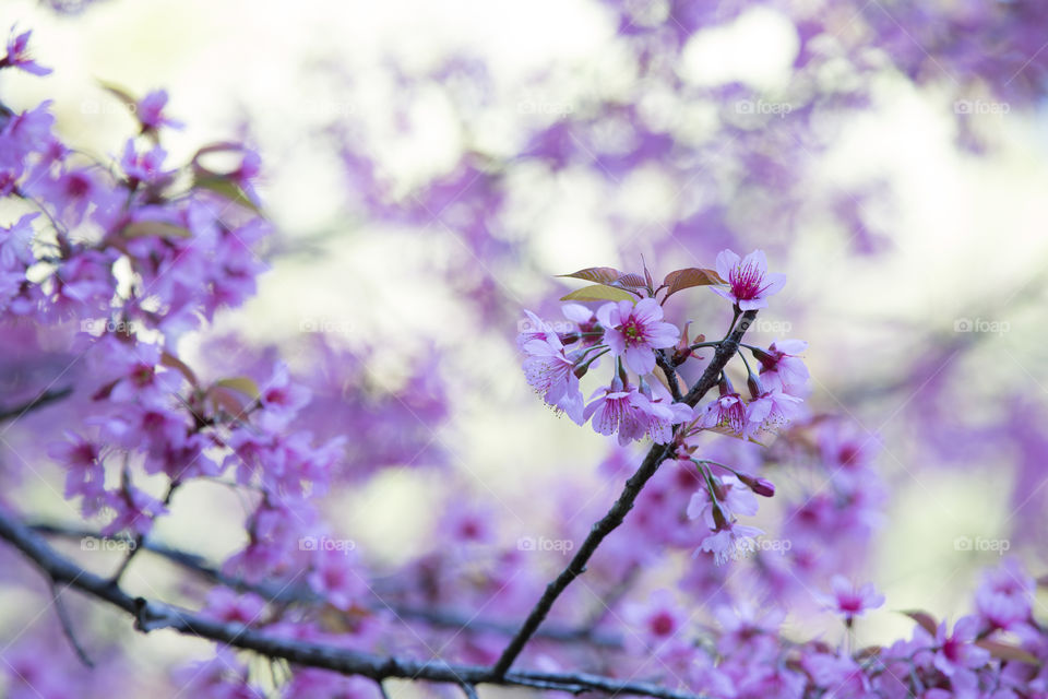 Sakura flower in Thailand 