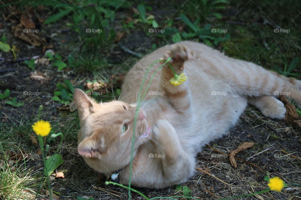 Kitty playing with  flowers 