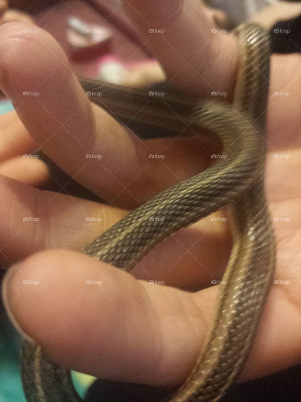 little garden snake friend