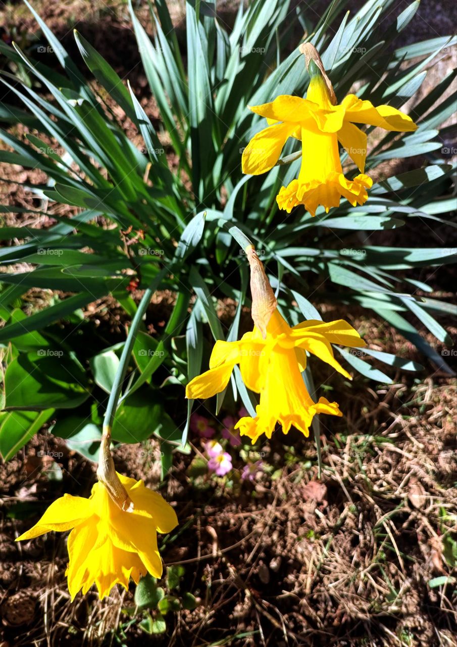 daffodils