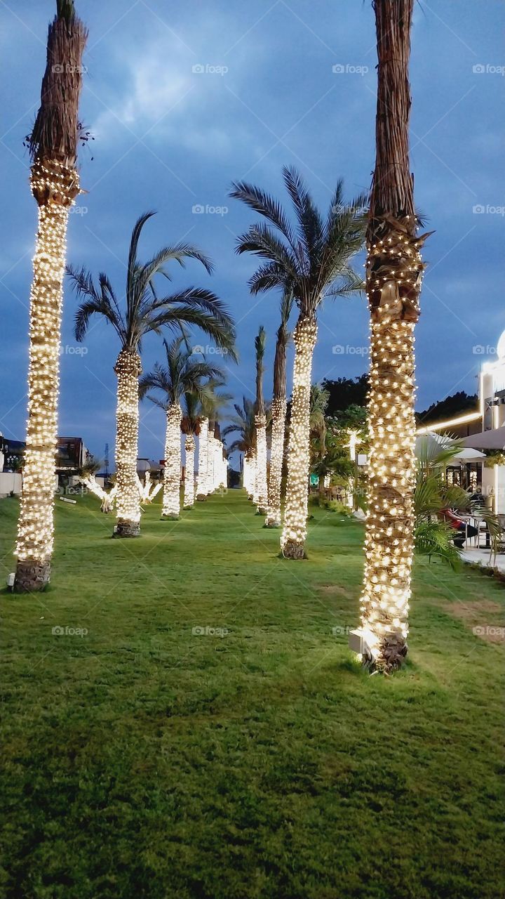 palms 🌴🌴🌴