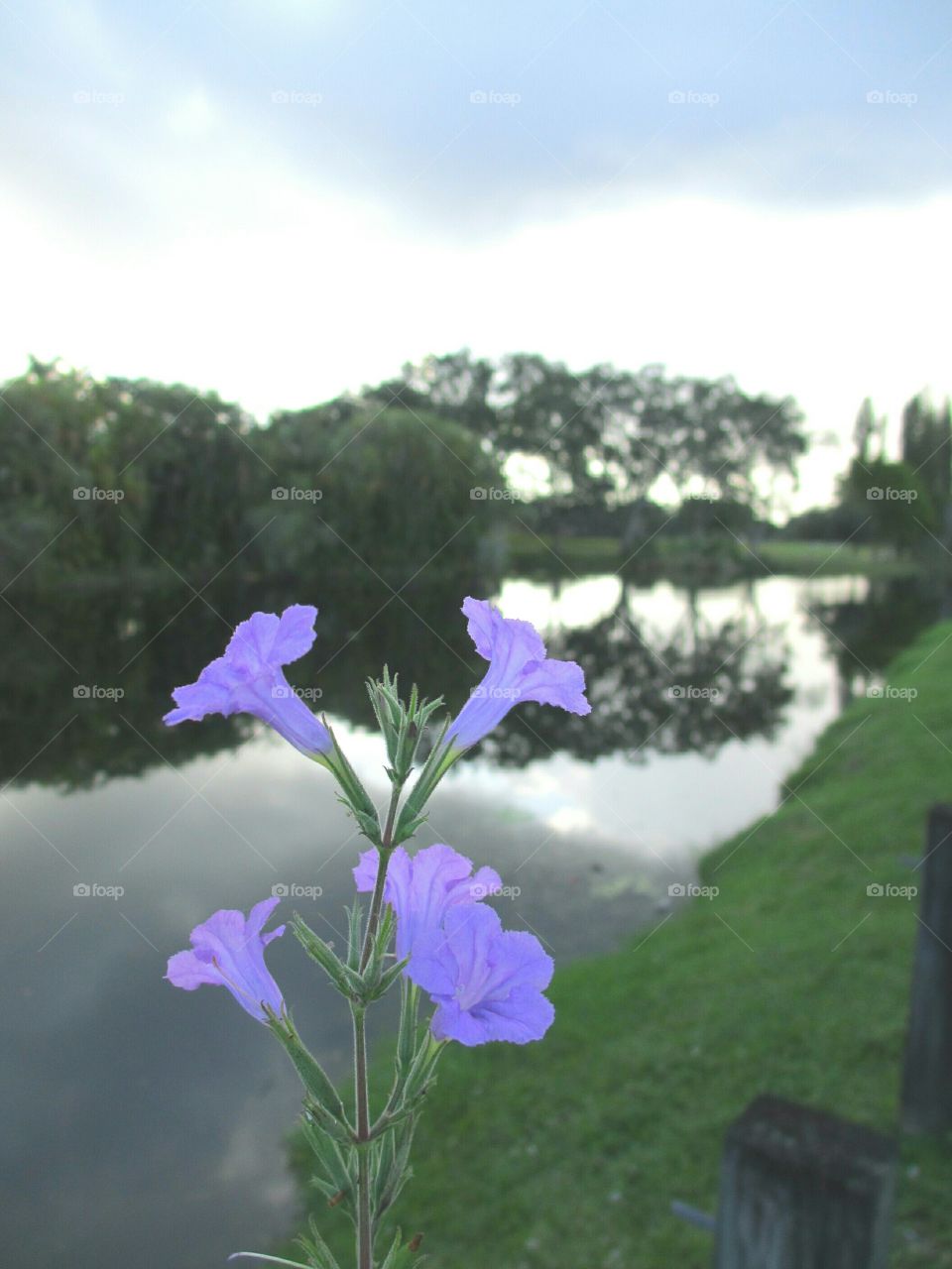 purple wildflowers. purple wildflowers besides a lake