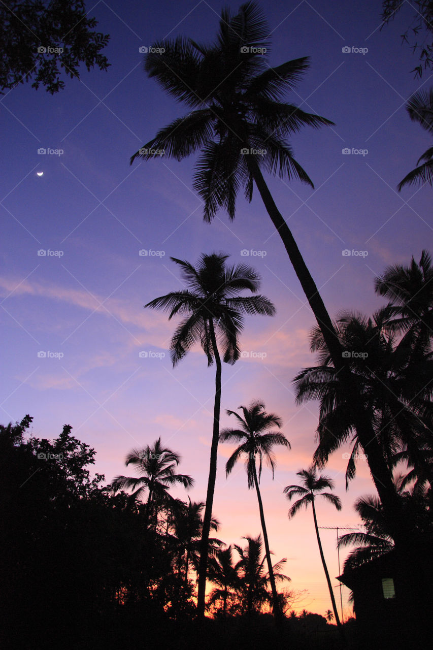 coconut trees with purple sky