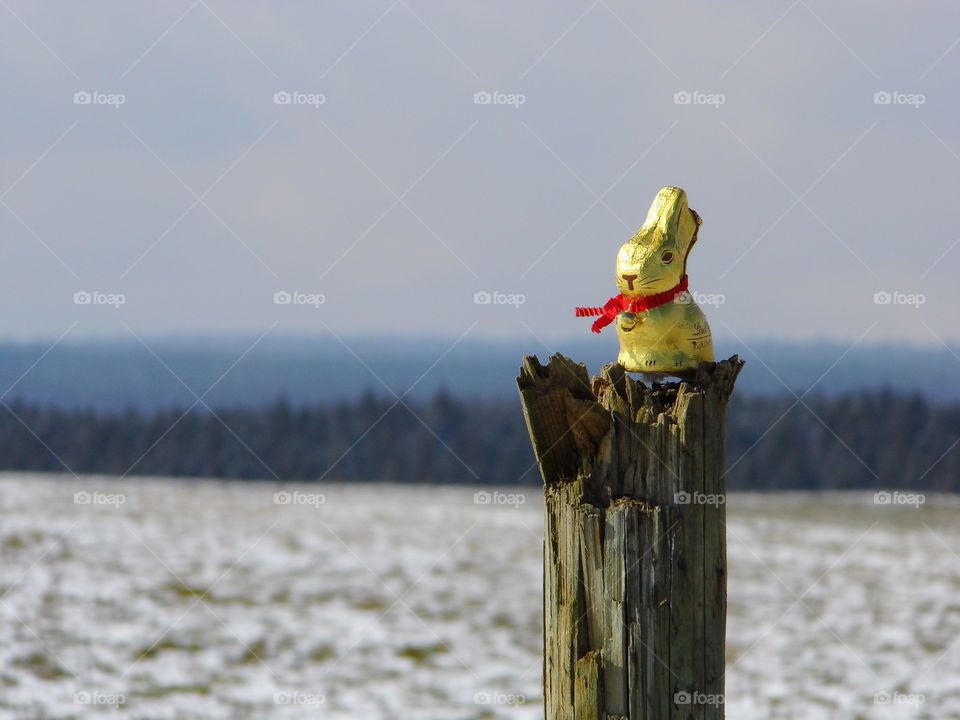 The easter with rabbit chocolate in landscape