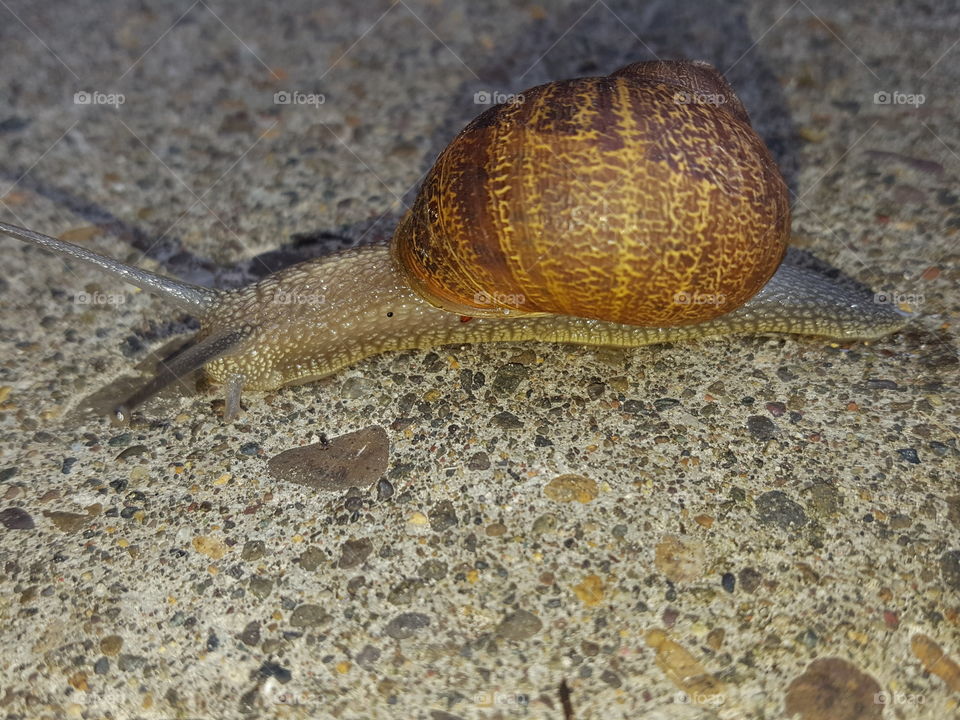 snail