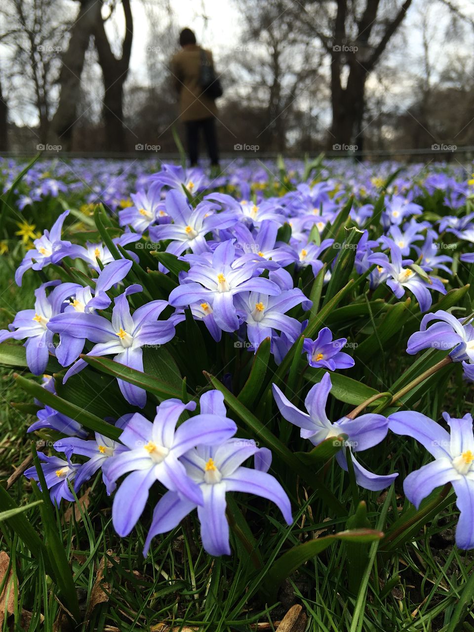 Field of purple flowers