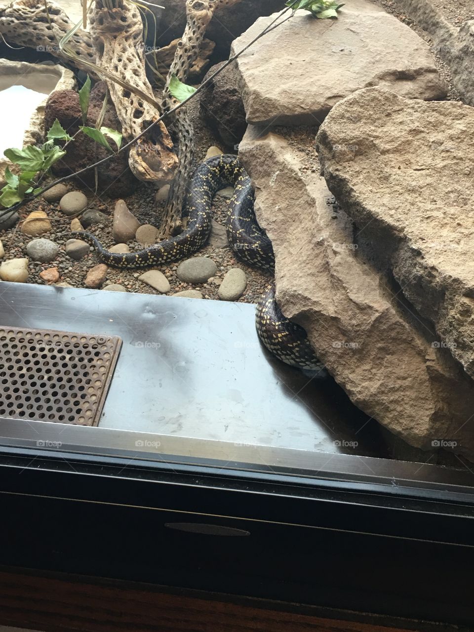 No Person, Reptile, Nature, Tree, Snake