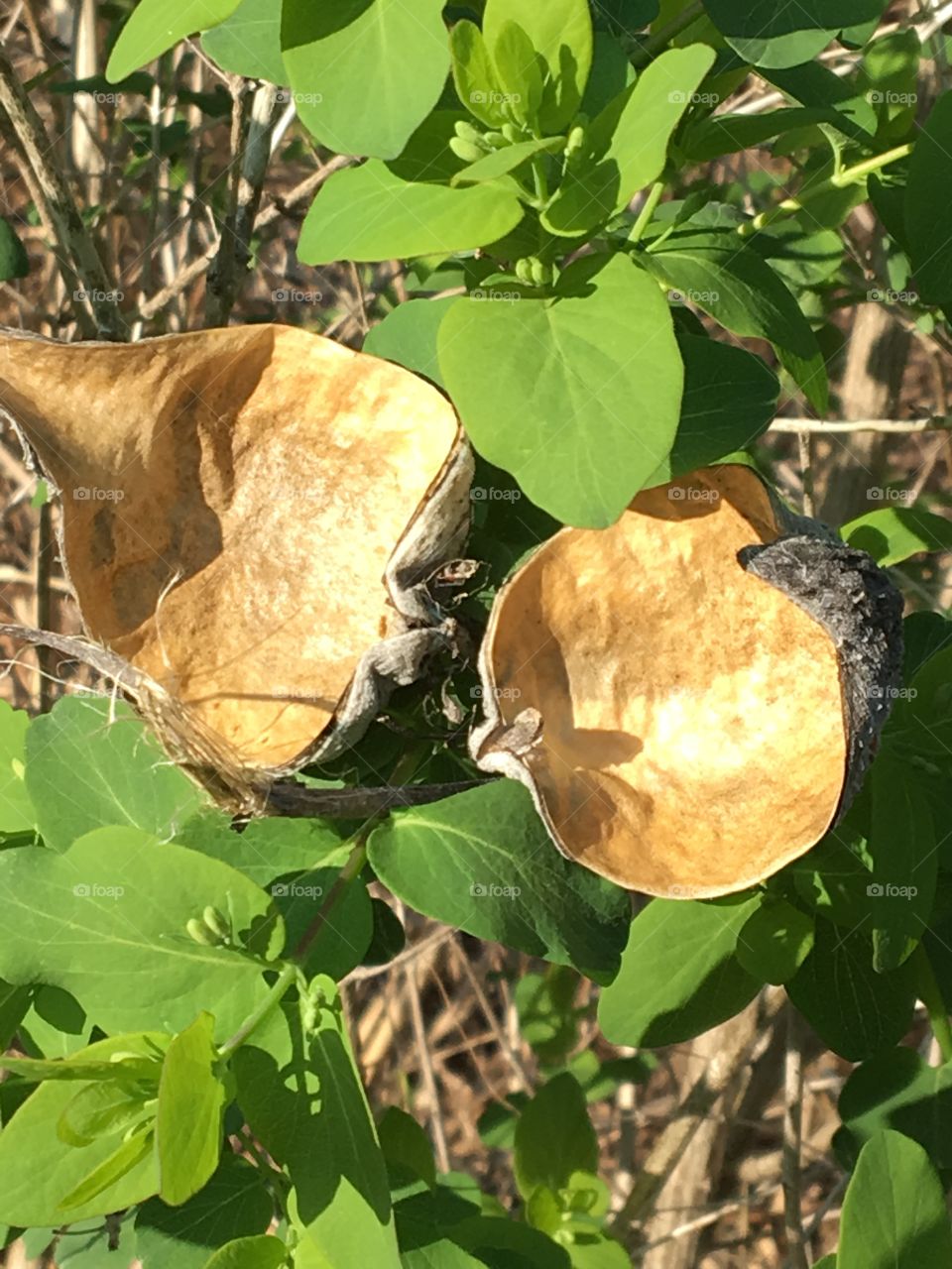 Angel wings from dried milkweed pods 