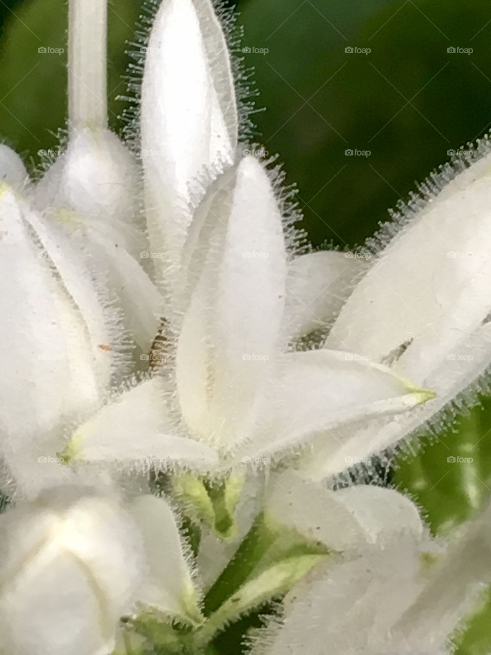 Flower Texture